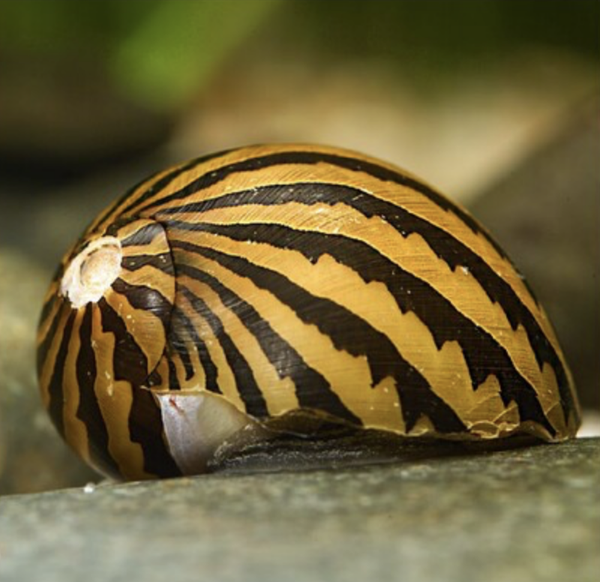 NERITINA Zebra