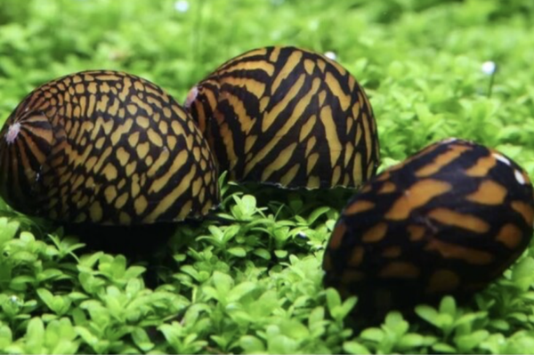 NERITINA Tiger