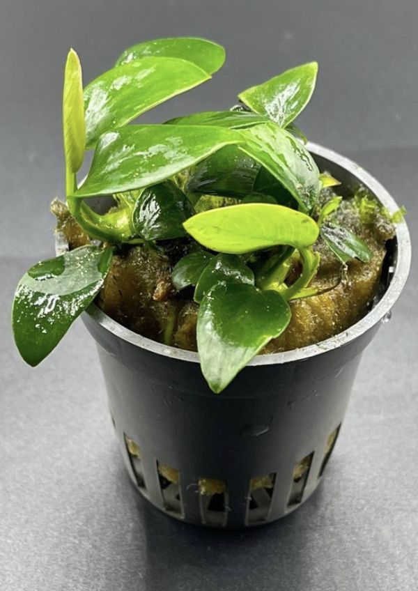Anubias 'Bolang'