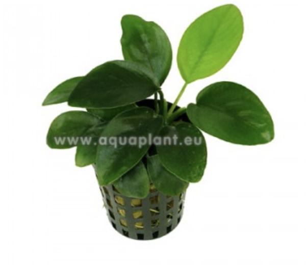 Anubias nana