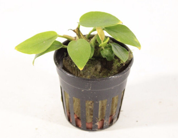 Anubias Nana gold