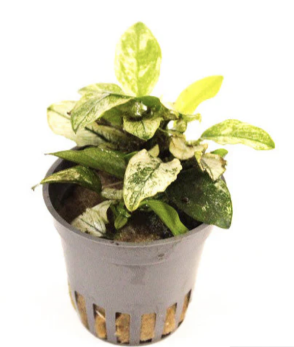 Anubias Nana pinto