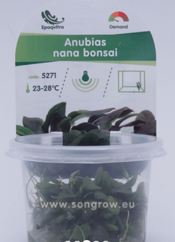 Anubias nana bonsai