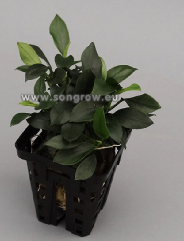 Anubias nana micro