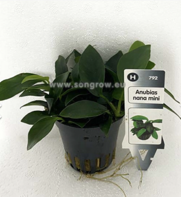 Anubias nana mini