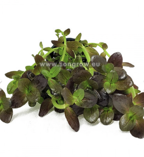 Bacopa Salzmannii purple