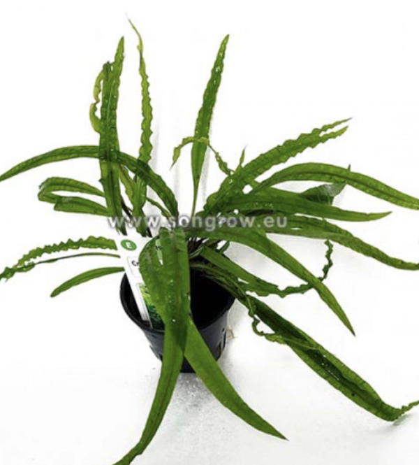 Cryptocoryne Balansae