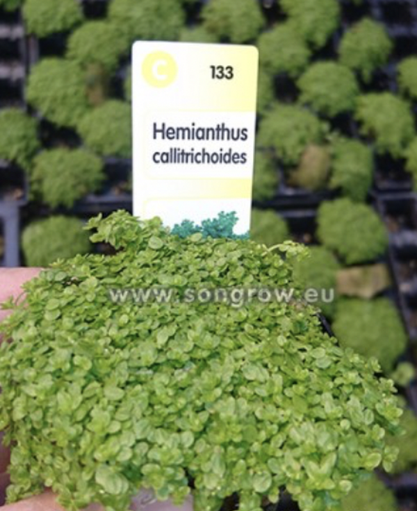 Hemianthus Callitrichoides