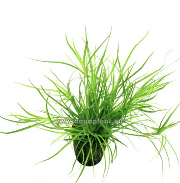Juncus Repens
