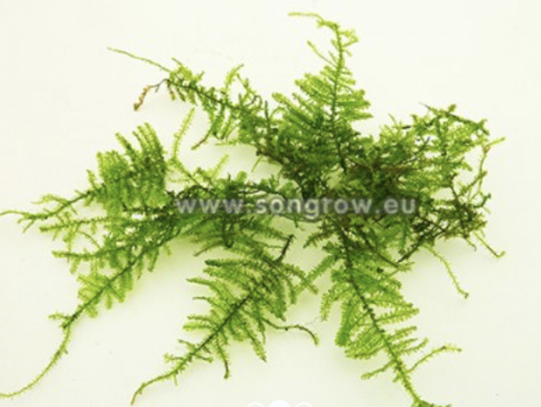 Christmas moss (Vesicularia Montagnei) (in vitro)