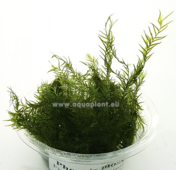 Phoenix moss (Fissidens fontanus) - mini cup 50 ml