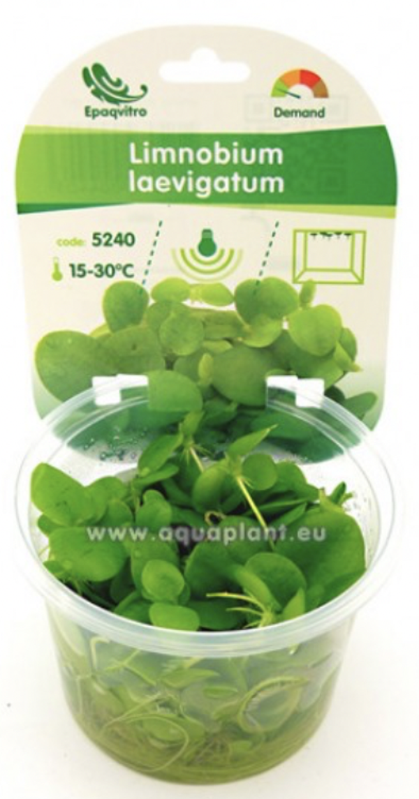 Limnobium laevigatum - Amazonekikkerbeet