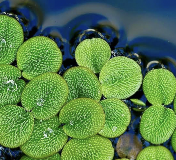 Salvinia minima