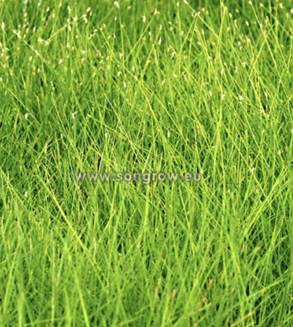 Eleocharis Parvula tapijtvorm