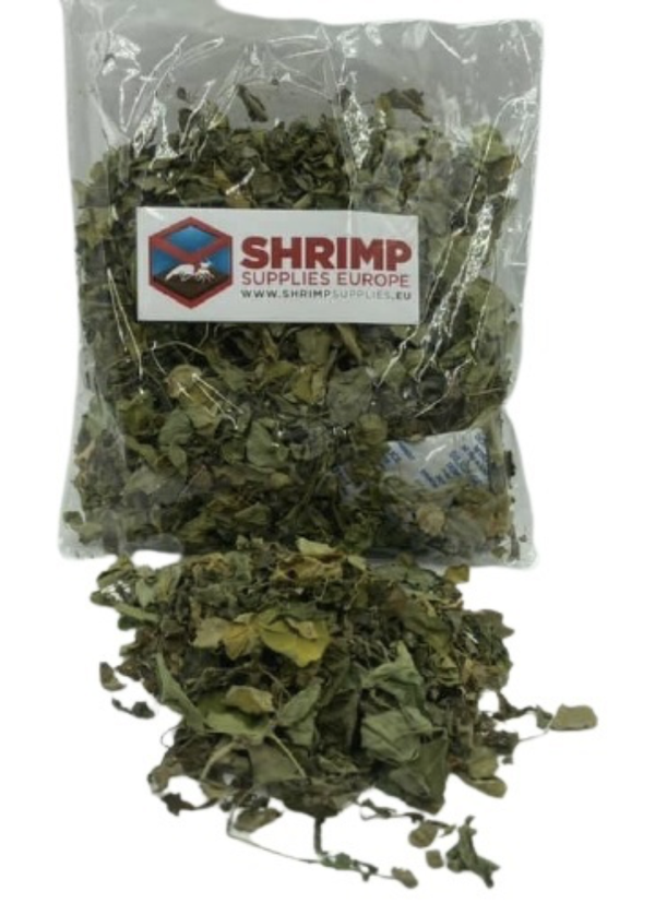 Moringa Bladeren