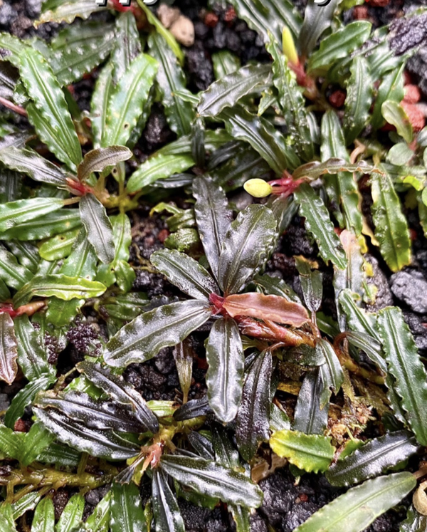 Bucephalandra Brownie Purple