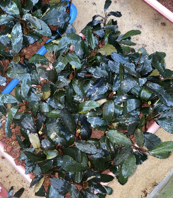 Bucephalandra "Super Blue"