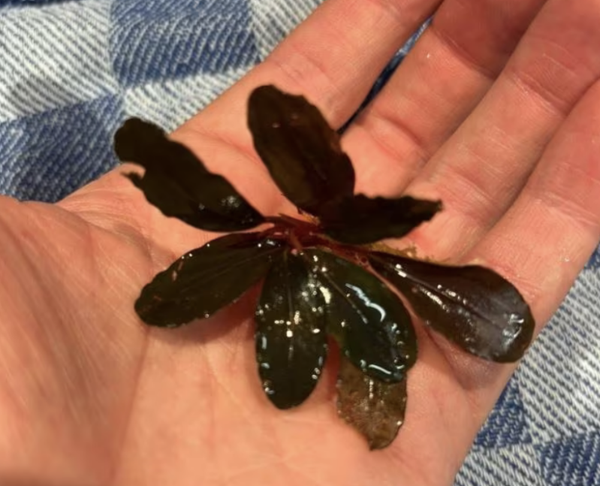 Bucephalandra 'Pandora'