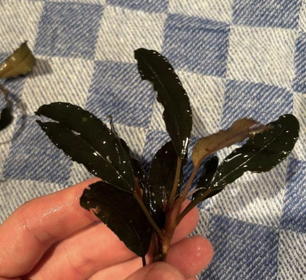 Bucephalandra Sparking Black