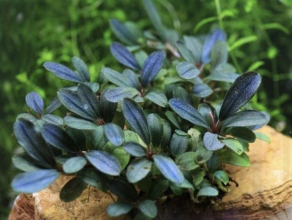 Bucephalandra 'sp Blue Green'