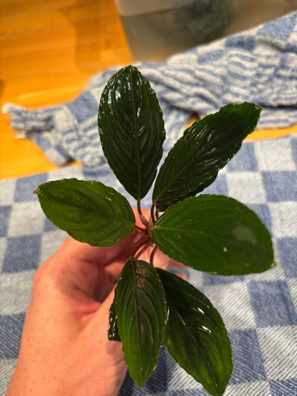 Bucephalandra 'Skeleton King'