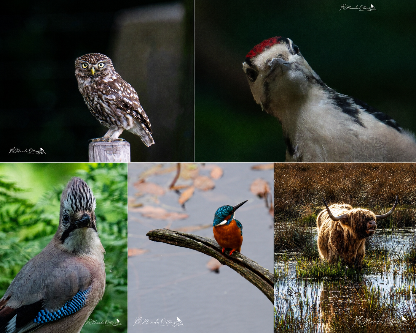 Kaartenset dieren