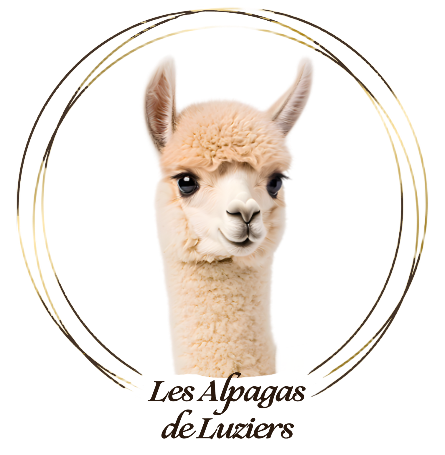 Portrait of an alpaca from Les Alpagas de Luziers on a soft, light background