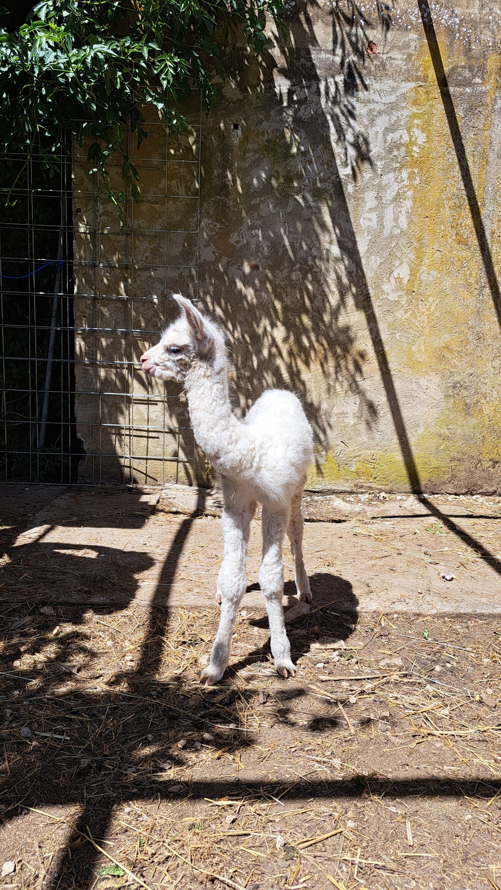 Hoofd van alpaca Guess de Luziers uit de kudde van Les Alpagas de Luziers