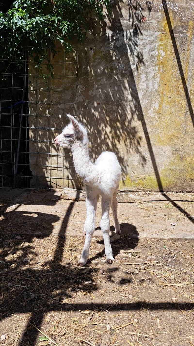 Hoofd van alpaca Guess de Luziers uit de kudde van Les Alpagas de Luziers