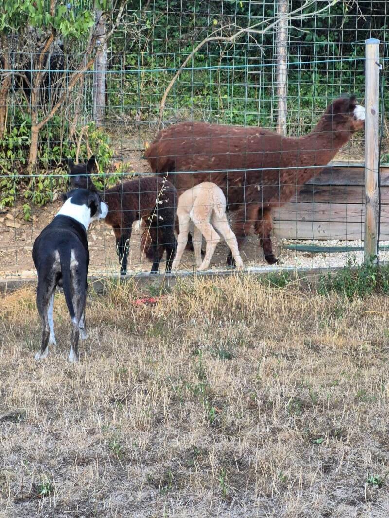 Des alpagas saluent un chien à travers la clôture du pré.