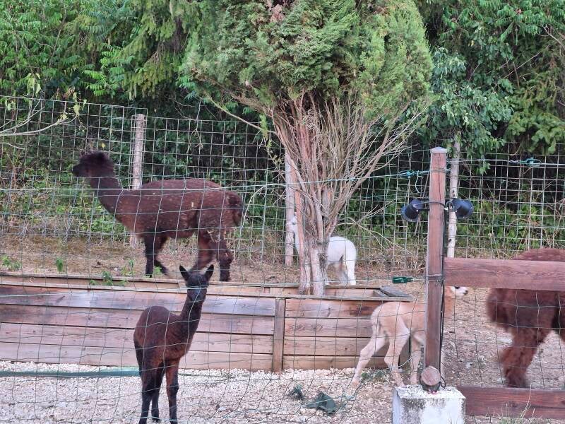Un alpaga brun et son jeune cria se promènent le long de la clôture.