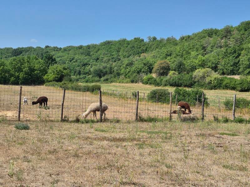 Des alpagas broutent paisiblement dans un grand pré avec vue sur les collines verdoyantes.