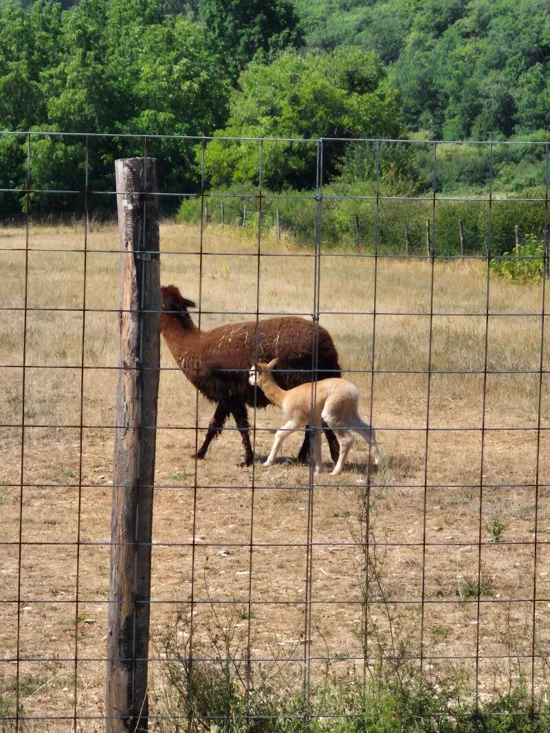 Une femelle alpaga marche dans le pré avec son jeune cria.