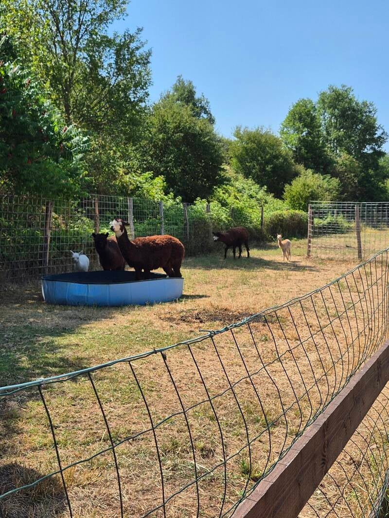 Des alpagas boivent ensemble dans un abreuvoir au soleil