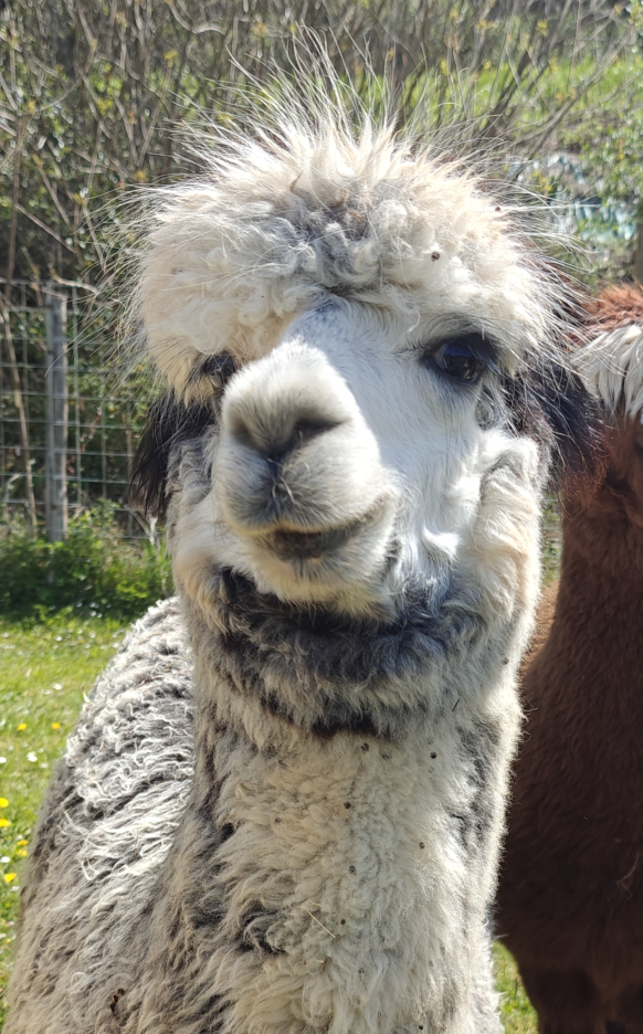 Hoofd van alpaca Cartier de Luziers uit de kudde van Les Alpagas de Luziers