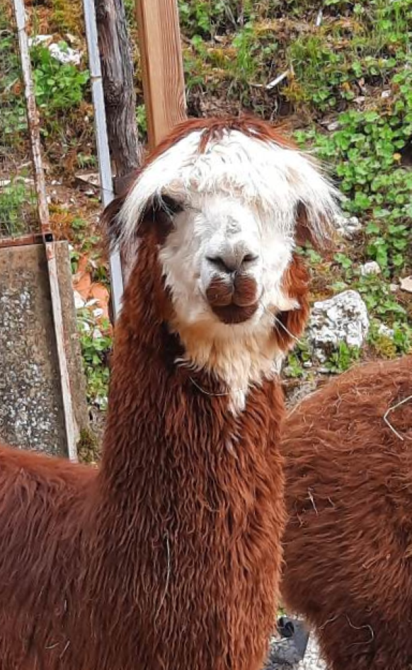 Hoofd van alpaca Prada de Luziers uit de kudde van Les Alpagas de Luziers