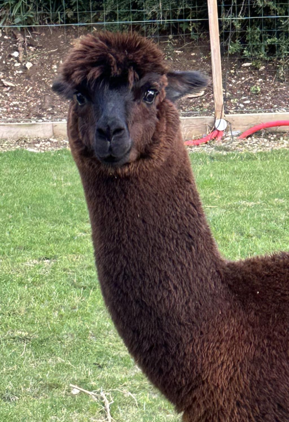 Hoofd van alpaca Vuitton de Luziers uit de kudde van Les Alpagas de Luziers