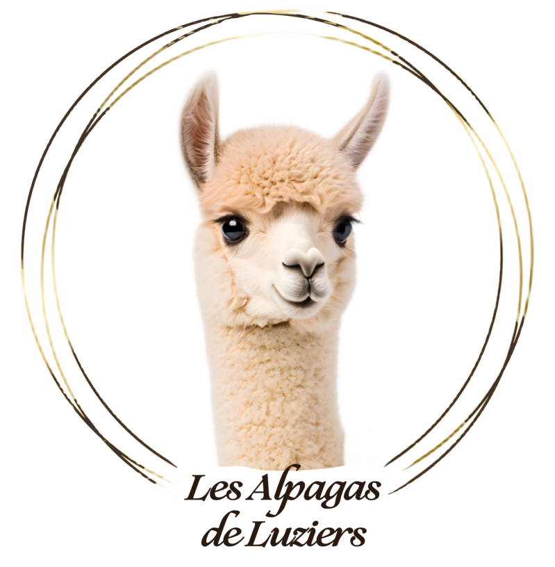 Portret van een alpaca van Les Alpagas de Luziers op een zachte, lichte achtergrond