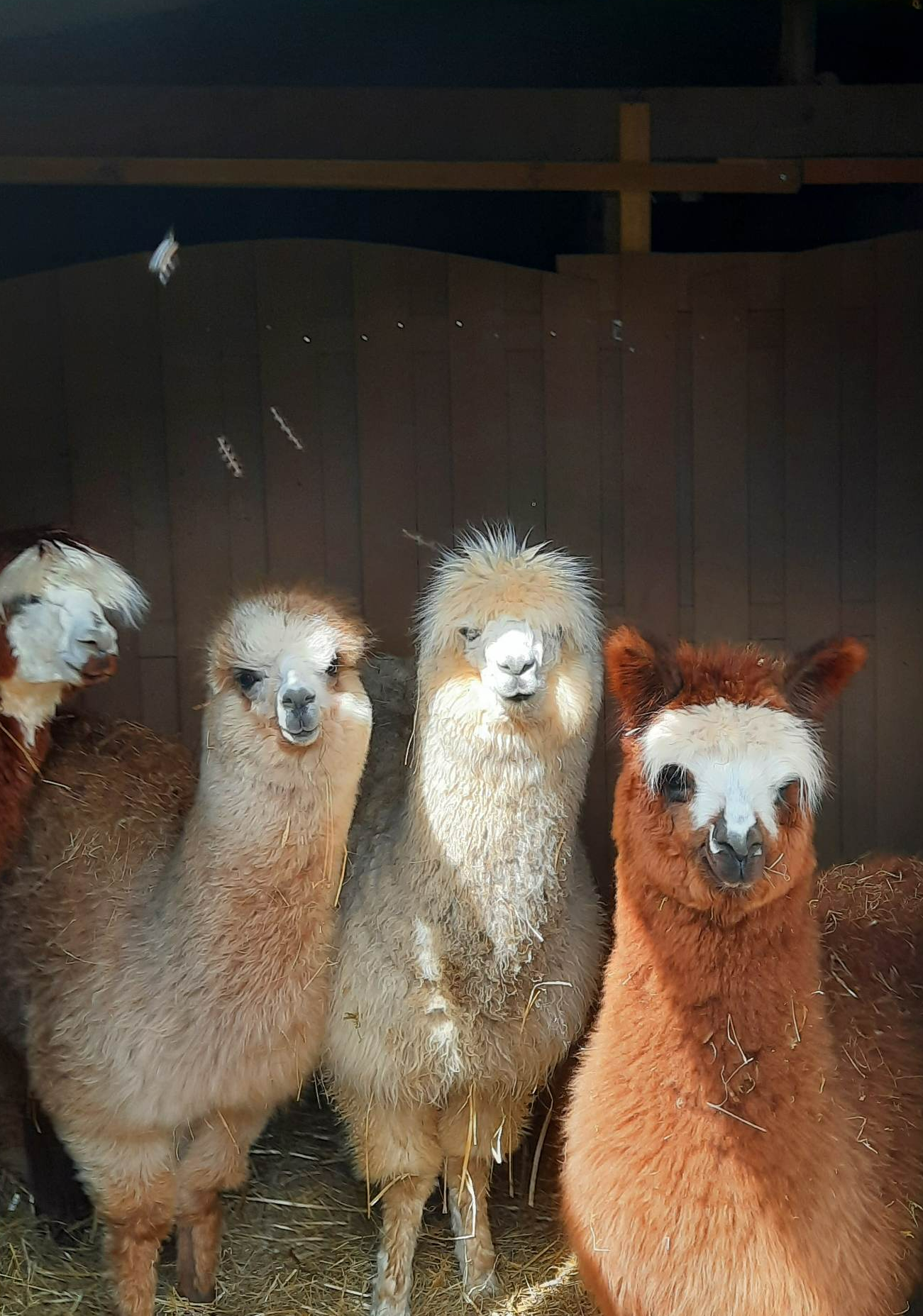 Vier alpaca’s in verschillende kleuren naast elkaar in de stal, kijkend naar de camera