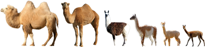 Comparaison de camélidés : chameaux, lamas, alpagas et vigognes vus de profil