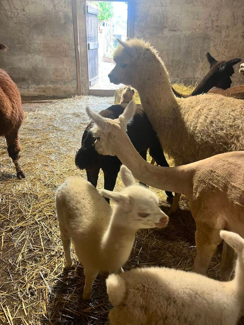 Des alpagas adultes et des cria se reposent ensemble dans l'étable.