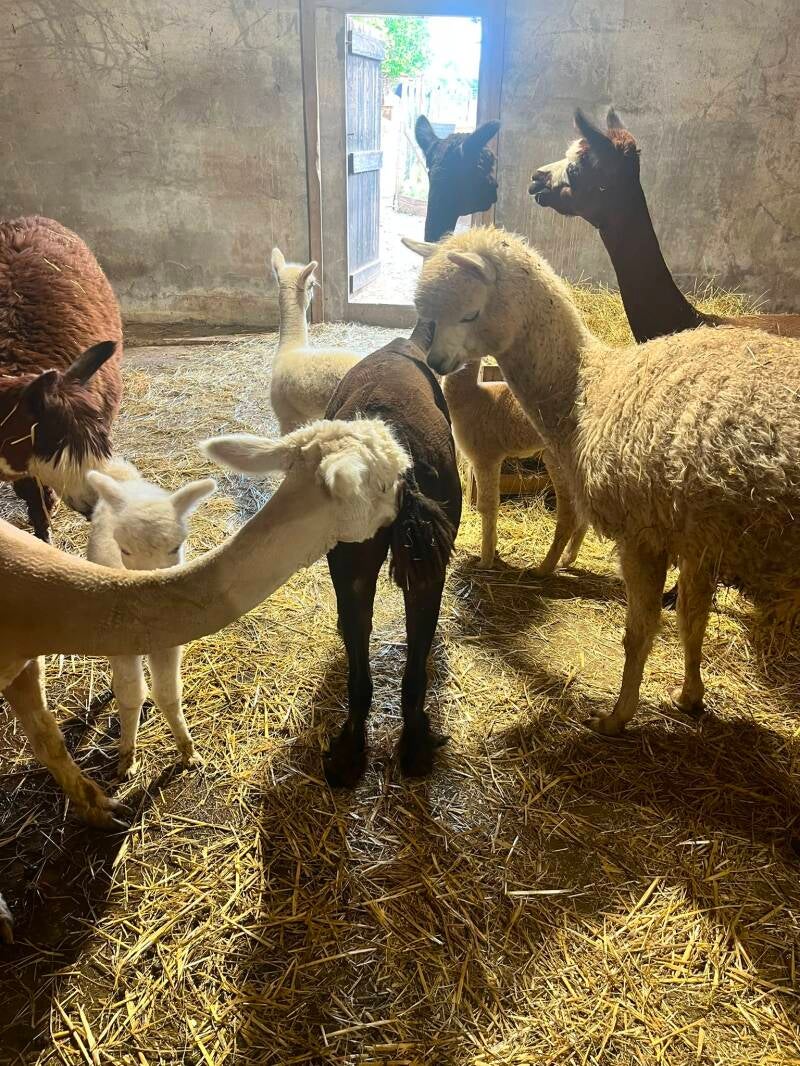 Des alpagas adultes et des cria se reposent ensemble sur un lit de paille dans l'étable.