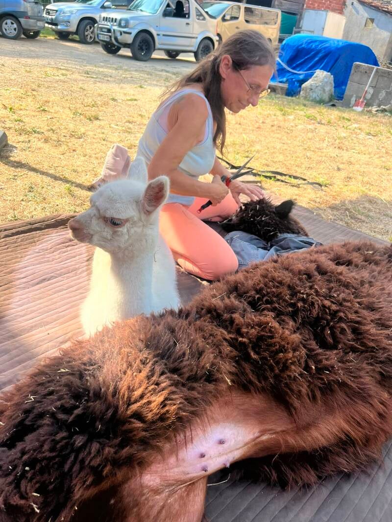 Achter de schermen bij Les Alpagas de Luziers: met veel zorg wordt een alpaca geschoren, terwijl haar eigen witte cria het hele gebeuren aandachtig volgt op onze zonnige boerderij.