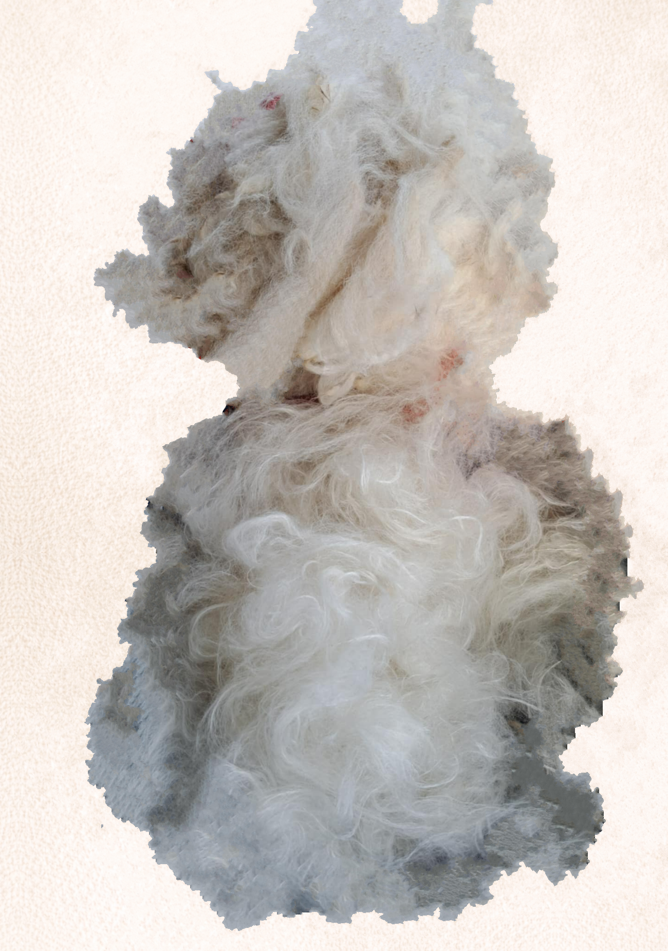 Ruwe alpaca vacht in natuurlijke tinten, onbewerkt en ongekamd naast gewassen alpaca vacht