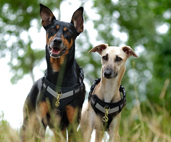 Accessories Dog Harness Dog Seat Belt L lianne