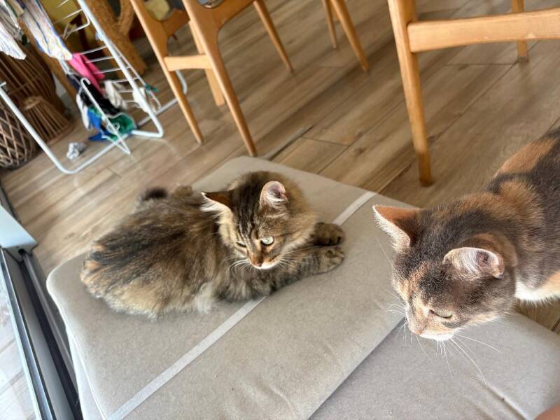 charly-et-jelie-standard.jpg