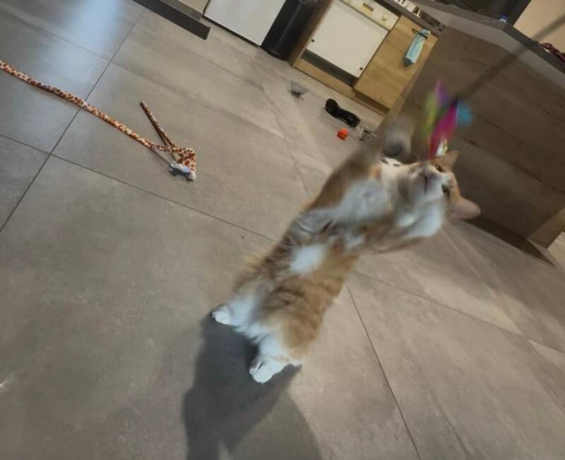 loki-standard.jpg