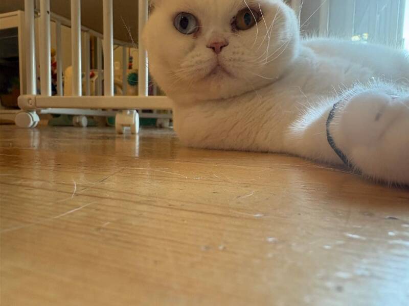 petit-chat-standard.jpg