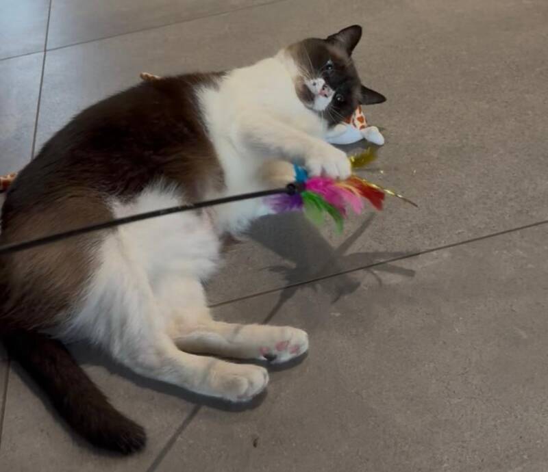 piou-piou-standard.jpg