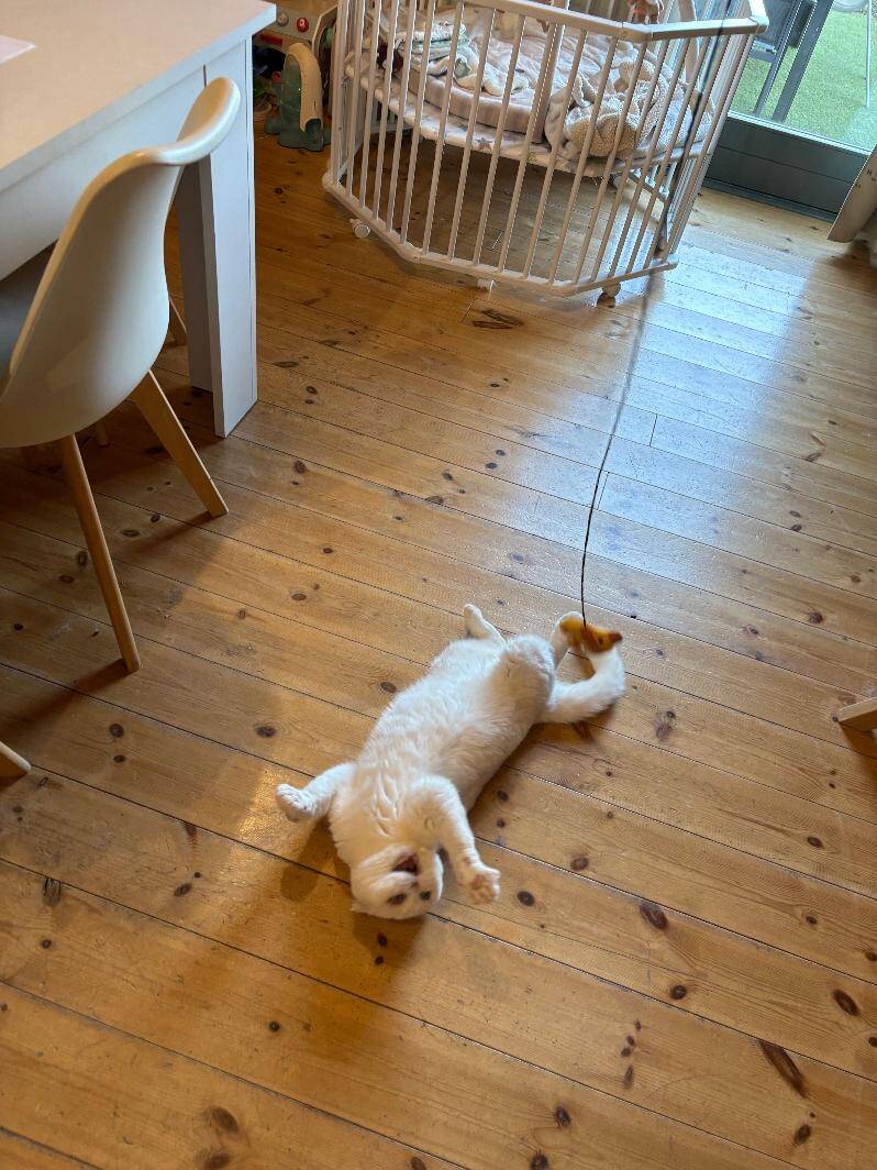 ptit-chat-standard.jpg